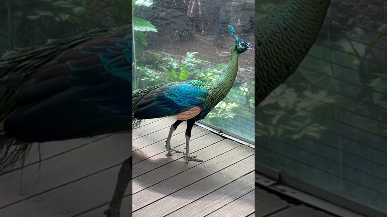 Happy Saint Patrick’s Day! 