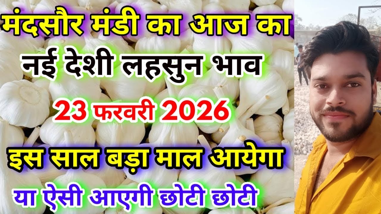 मंदसौर मंडी का आज का नई देशी लहसुन का भाव | Aaj Ka anayı Deshi Lahsun Ka Bhav | Aaj Ka Lahsun Bhav