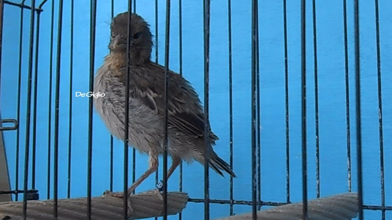 23 days old blue fife canary ring 43 YouTube