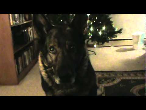 German Shepherd Harro ...