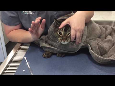 veterinary-learning-series:-giving-oral-medication-to-a-cat