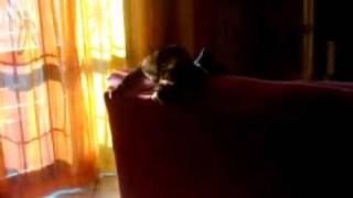 Psyco signor gattino