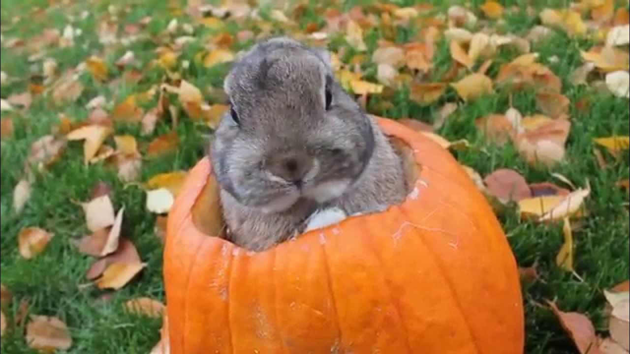 можно кроликам тыкву