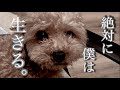 保護犬の壮絶な過去に涙