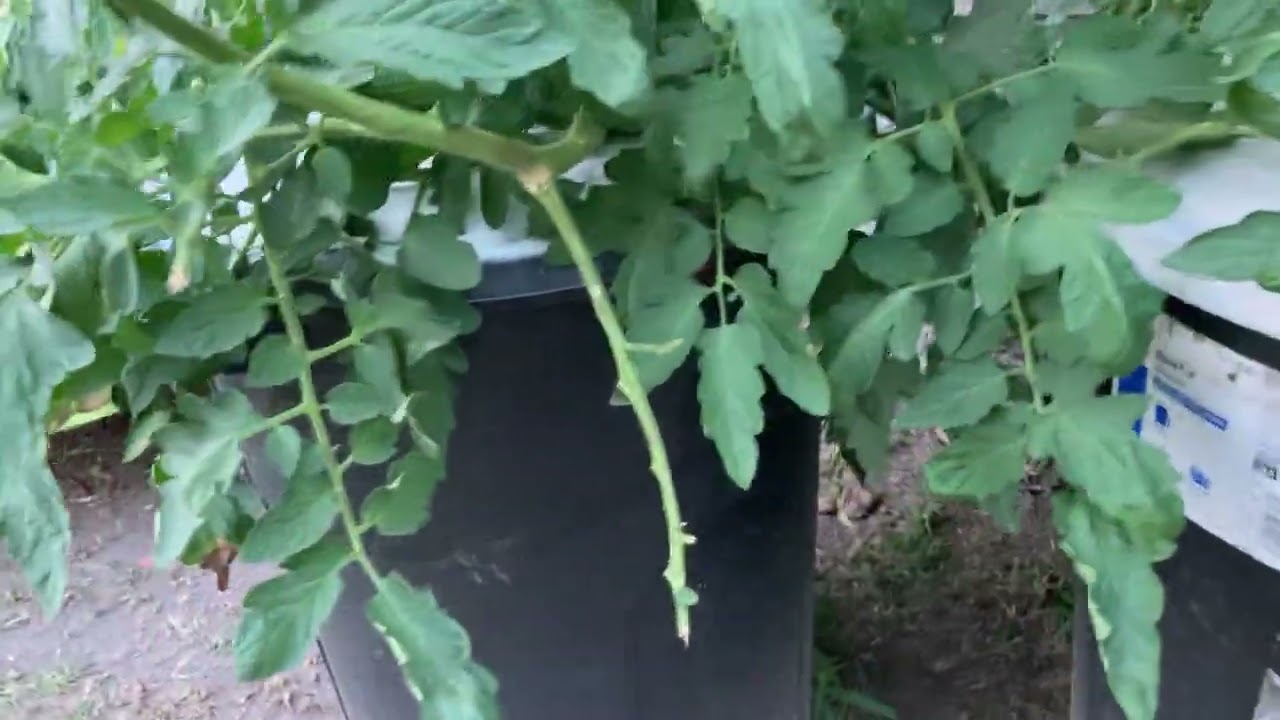 July 24, 2025   No maintenance outdoor hydroponics