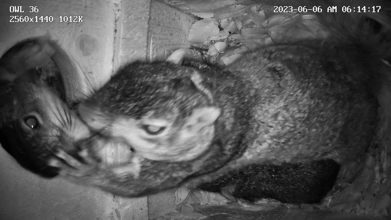 3 Squirrels In The Owl Box