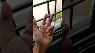 The End Indian Family