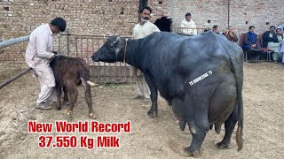World Super Buffalo Mastani 37.550 Kg /Day #milk  of Haji Iftikhar Ahmed Bagri #dairy #cow #buffalo