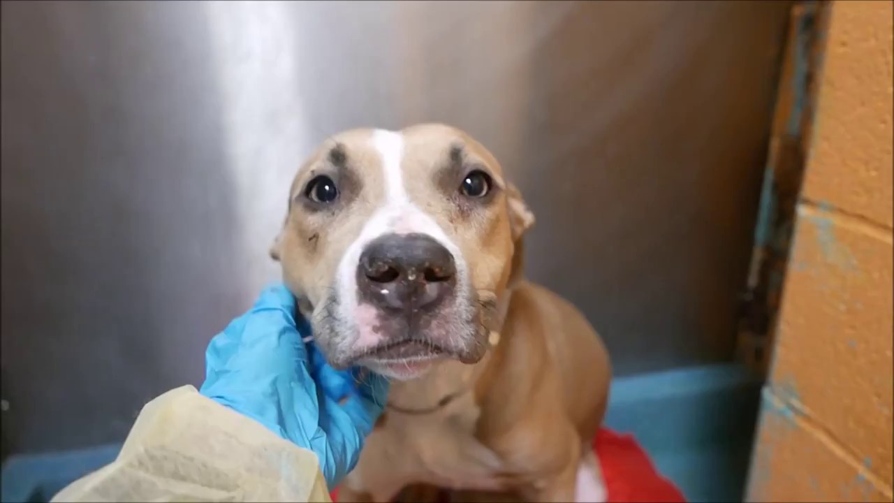 Holly - A1100420 - Brooklyn ACC camera iphone 8 plus apk