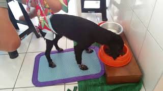 Rede Pet Fisio  Lesão total de Medula: Nina