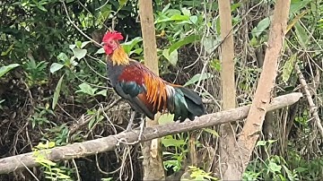 F1 Tsi Khoom Mus Dib Li Leej Twg Nyiam Nug Tau Nawb 14/11/2025.