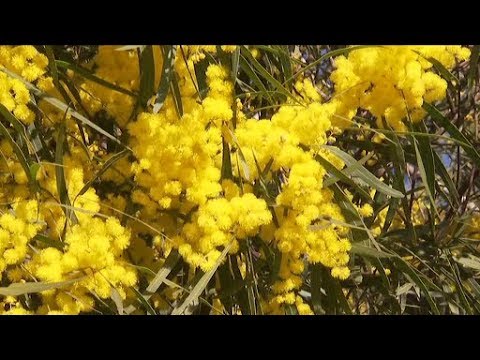 Video: What Is A Knifeleaf Acacia Tree: Tips om at dyrke Knifeleaf Wattle