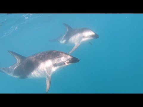 Video: Lyžiari Na Novom Zélande Prenasledovali Delfíny, čo Vyvolalo Pobúrenie