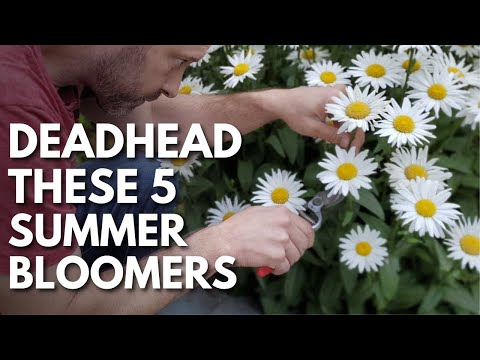 Video: Do Balloon Flowers Need Deadheading – Lär dig hur man Deadhead Balloon Flowers