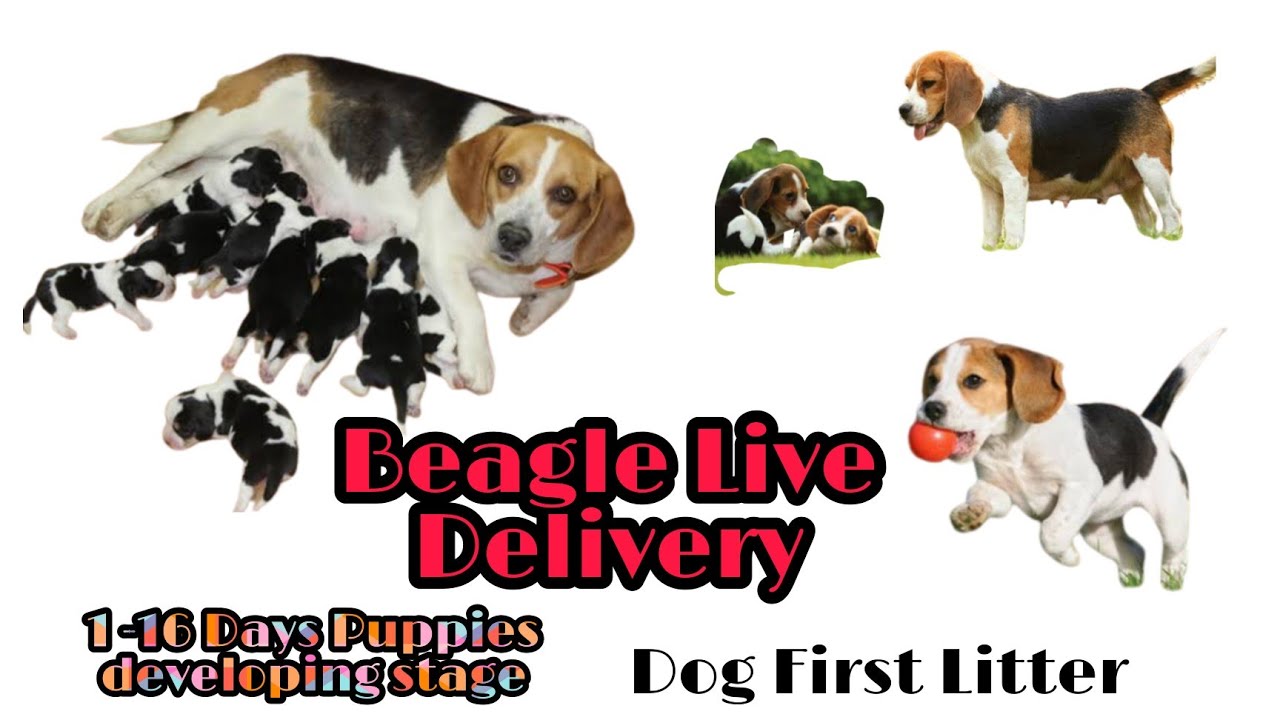 Beagle Dog delivery 1 16 Days Puppies development stages Beagle