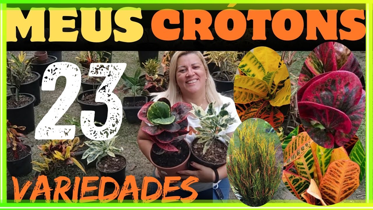 coleção de croton - mostrei todos os 23 que tenho -  alguns com identificação - substrato que uso