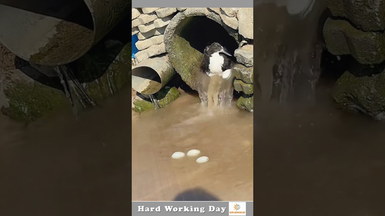 The Process Of Extracting Duck Eggs From A Pipe