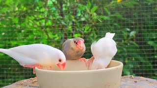 My java sparrows are singing; they're singing and enjoying the beautiful view of the forest.