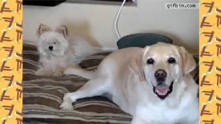 GIFs Compilation Series Funny and Inceredible #18 - With Sound (Absolutely Must Watch)