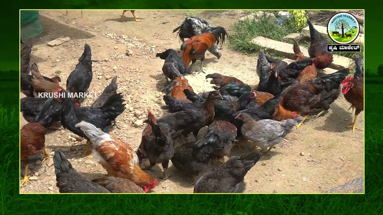 ತನ್ನ ಸ್ವಂತ ಊರಿನಲೇ ಕೋಳಿ ಸಾಕಾಣಿಕೆ ಮಾಡುತ್ತಿರುವ ಯುವಕ| NATIKOLI SAKANIKE