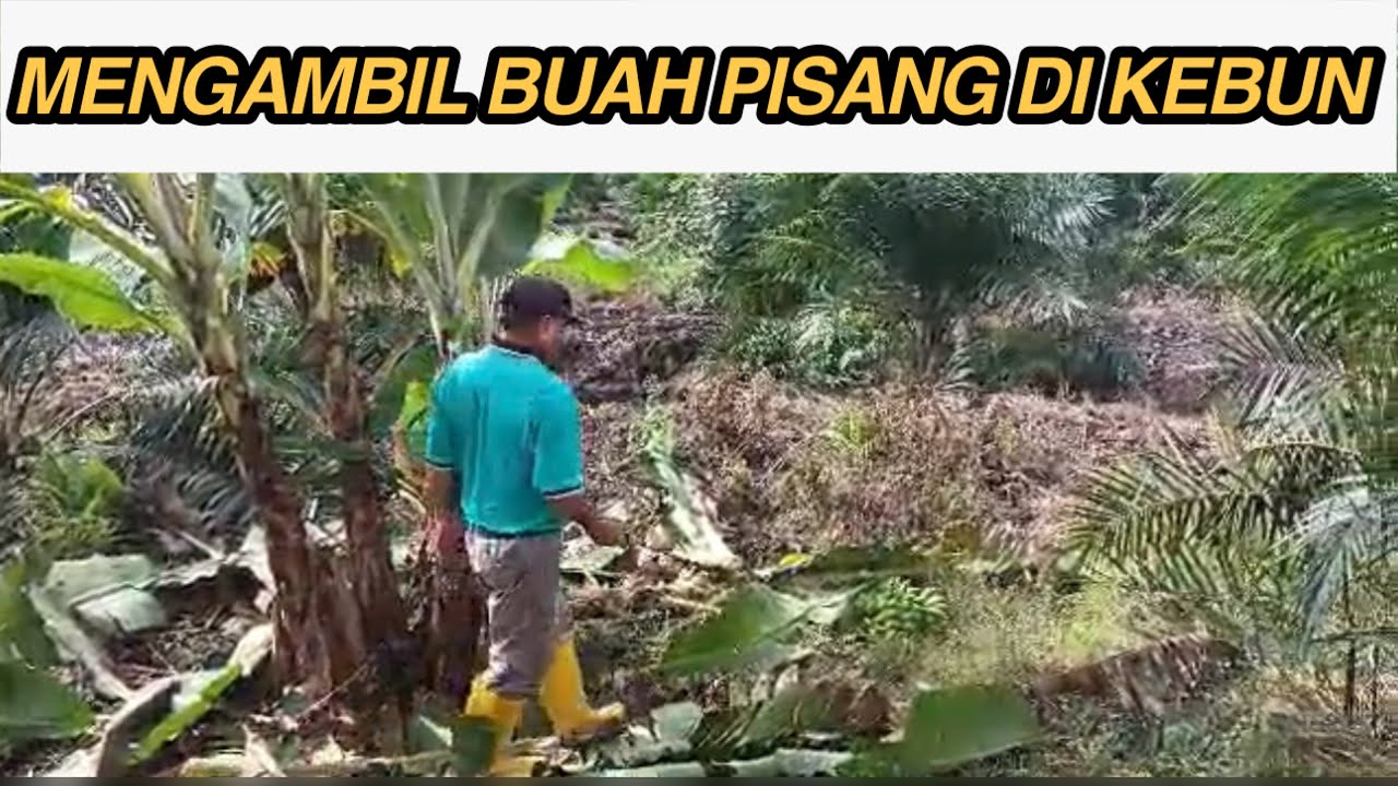 MENGAMBIL BUAH PISANG DI KEBUN