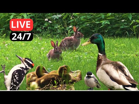 🔴 24/7 LIVE - Duck, Woodpecker, Goose, Black-Caped Chickadee Cottontail – Most Beautiful Birds!