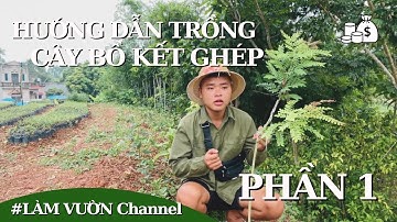 Hướng dẫn cách trồng cây bồ kết ghép sao cho năng suất P1