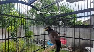 Jalak Pintar Siulan Jalak Hybrid Ini Percis Mirip Siulan Orang Bisa Juga Menirukan Suara Anjing #67