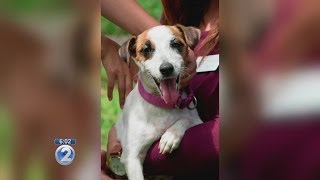 Craigslist dog ad sparks public outrage, disappointment