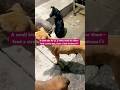 Hungry street dogs #dog #doglife #dogcare #dogs #streetdog #feeding #humanity #shorts #reels #viral