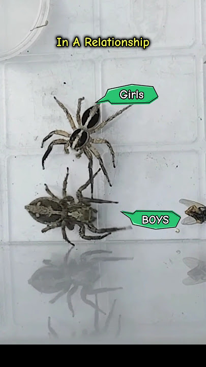 Who is always right?⚖️😭#spider #gagamba jumping spider