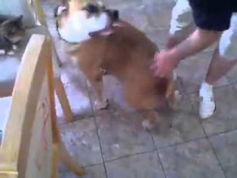 Funny dog video. By kayleigh Williams