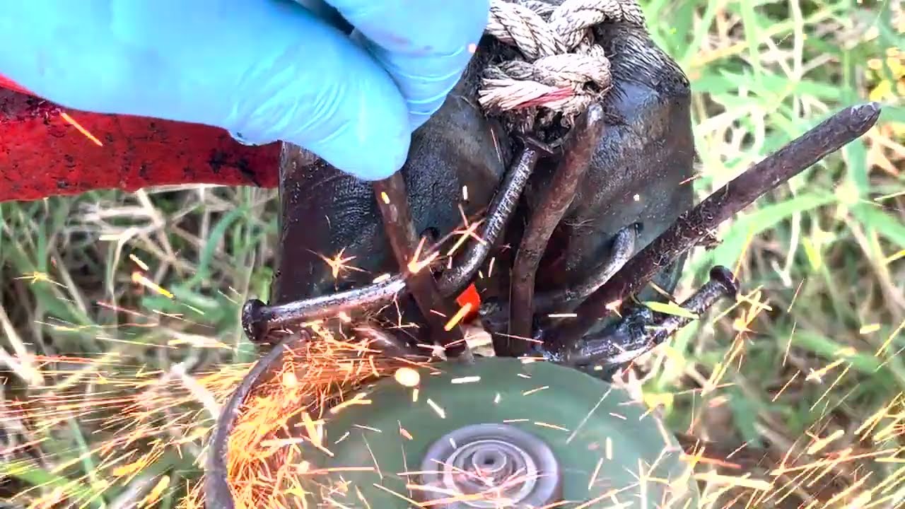 Cow Hoof Care Amazingly Cattle HOOF Fixing, trimming Extract Rusty Nail Stuck