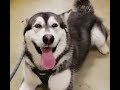 #1 Reason Not To Own A Malamute Or Husky