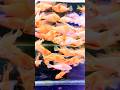 Aquarium King 👑 Albino Hackli Fish #fishlover #shortsfeed #viralvideo #albinohackli