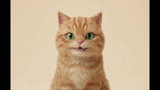 Cat Hi Arthur