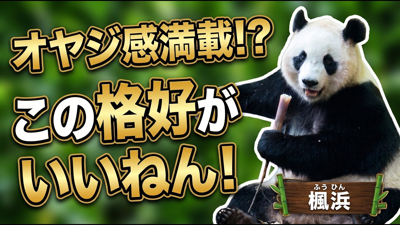 風神パンダ Latest Footage of Fuhin✨ - YouTube