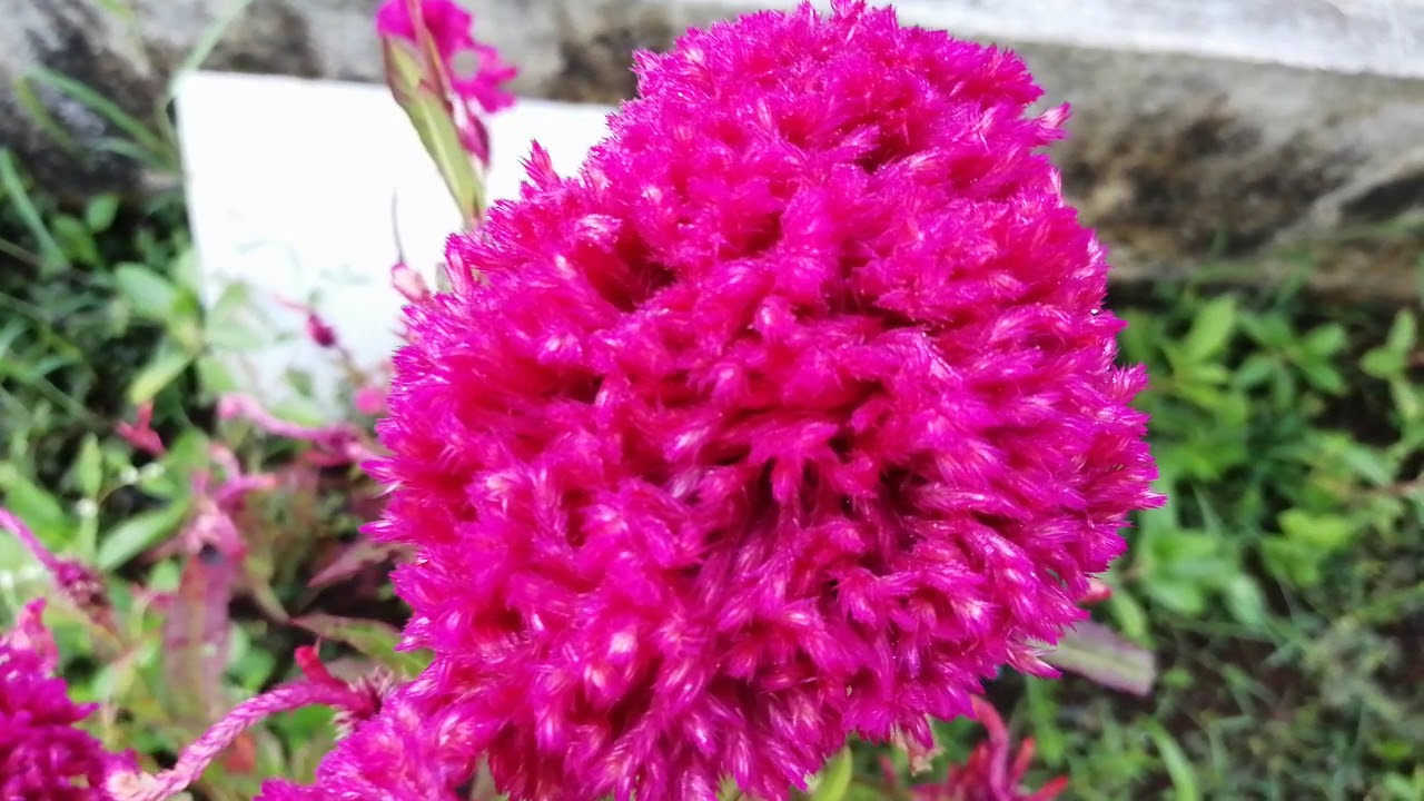 Plants & flowers of jungle at Dhammalya Vipassana Meditation Center