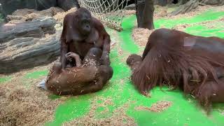 Orangutans Having Fun. Семья орангутанов развлекается