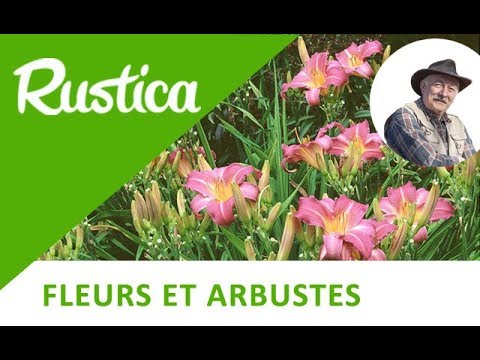 Vidéo: Comment diviser les hémérocalles - Conseils pour séparer les plantes d'hémérocalles dans le jardin