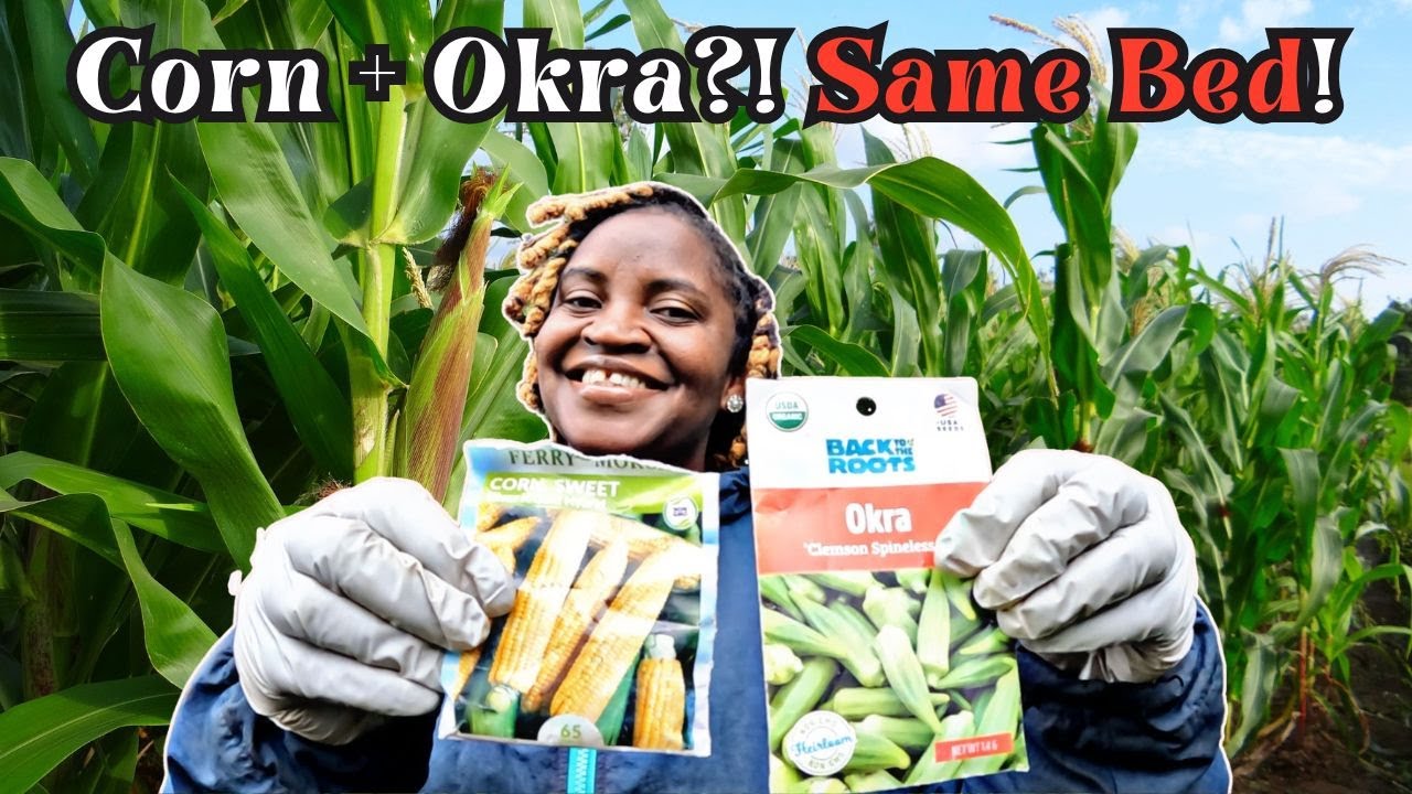 Planted Corn & Okra in the Same Bed  Here's What Happened! | Companion  Planting for Bigger Harvests