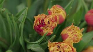 Episode 106  Tulips  Year Round Spring  Featured Flower- Parrot Tulips