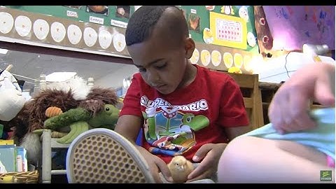 3/04/19 The 2019 UVM Extension 4-H Embryology Program on  