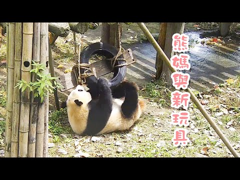 《熊貓早晚安》熊媽與兒子的新玩具 | iPanda熊貓頻道