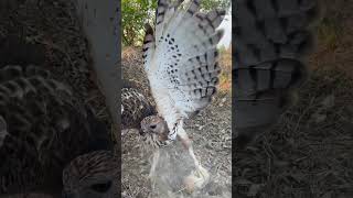 Amazing skill of Hawk Eagle hunt bird of prey