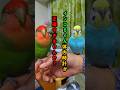 インコちゃん体内時計が正確過ぎませんか?