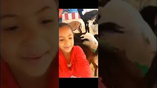 My daughter's experience at the Arizona State Fair petting zoo