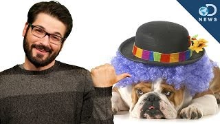 क्या जानवरों में हास्य की भावना होती है? screenshot 4