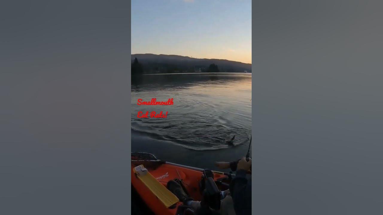smallmouth-bass-will-kill-a-rat-fish-smallmouth-fishing