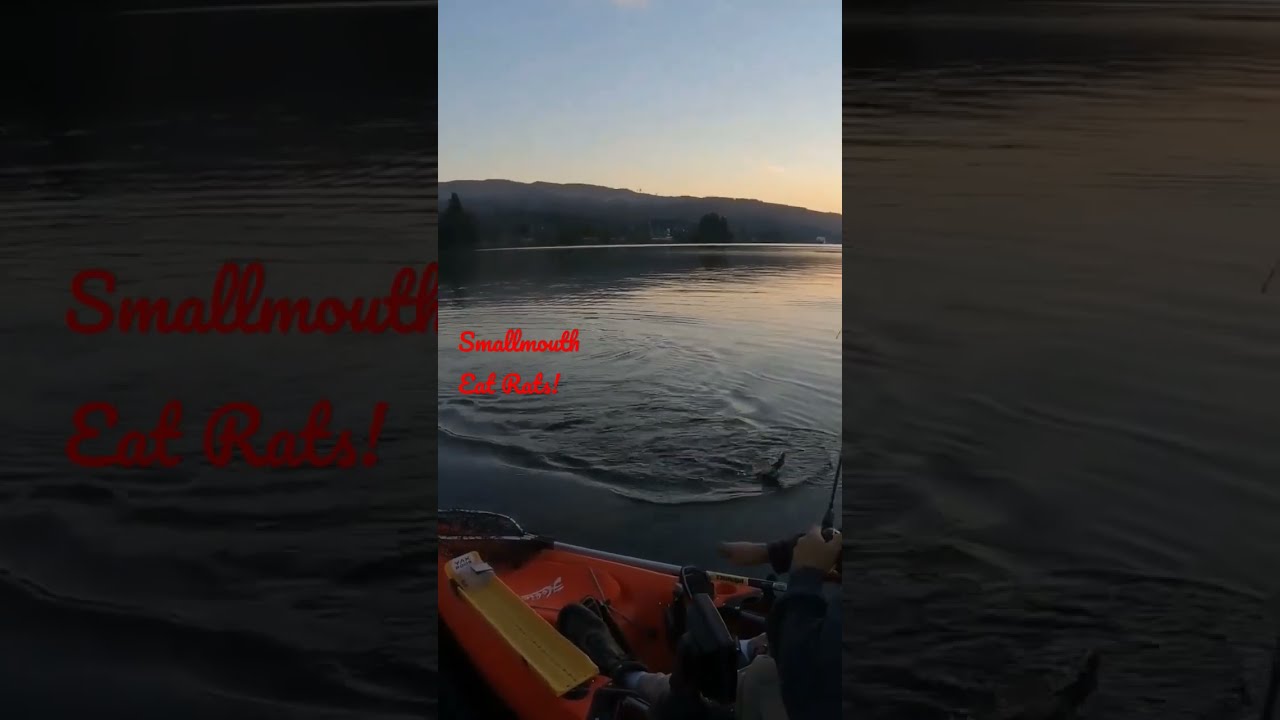 Smallmouth Bass Will Kill A RAT fish smallmouth fishing Smallmouth Bass Will Kill A RAT fish smallmouth fishing
